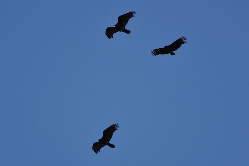 Working Where Buzzards Fly.jpg